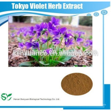 100% natürlicher Tokyo Violet Kräuterextrakt